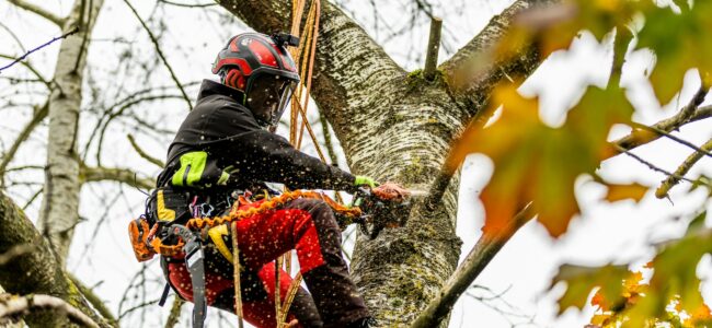ARBORTEC, depuis 30 ans au service des arboristes, grimpeurs et forestiers